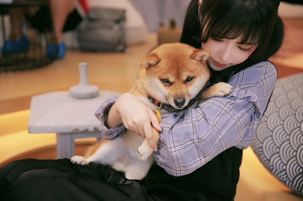 甜美可爱的女生和乖巧的柴犬