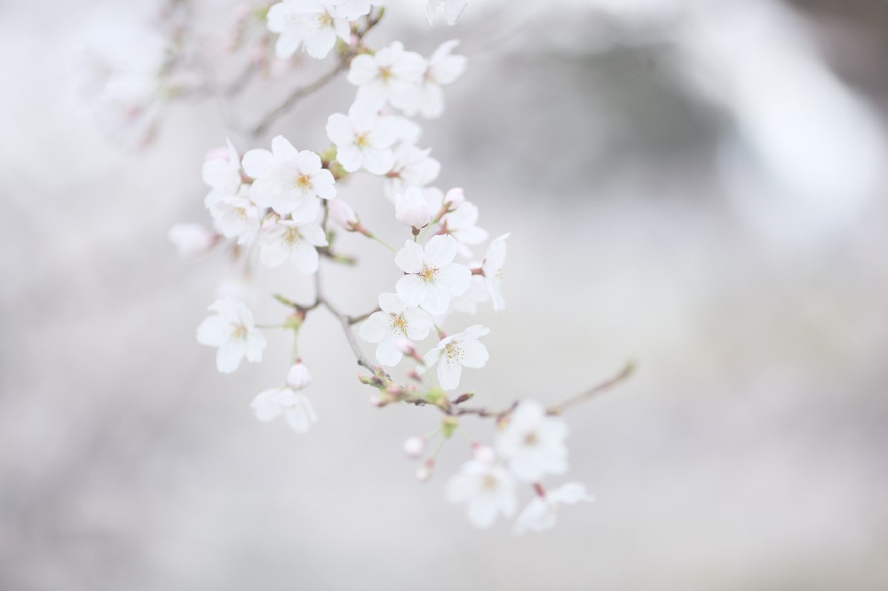白色樱花电脑壁纸5k高清