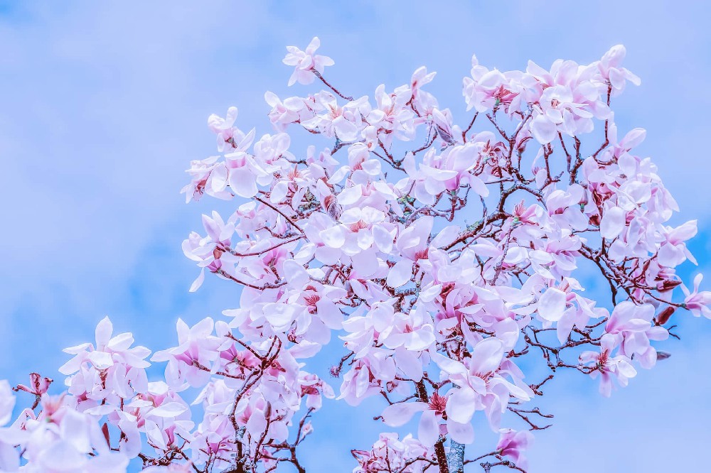 春天里盛开的花朵高清图片4k壁纸
