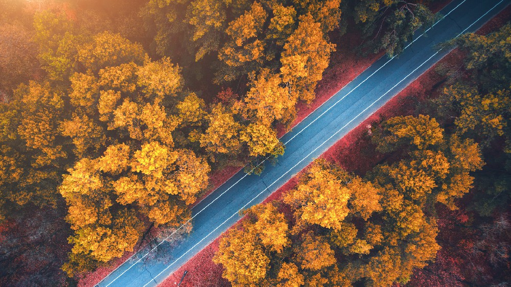 深秋的公路两旁树叶金黄高清唯美风景壁纸4K