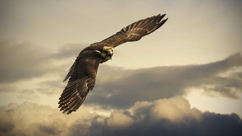 鹰击长空 eagle flight sky 高清电脑壁纸4k
