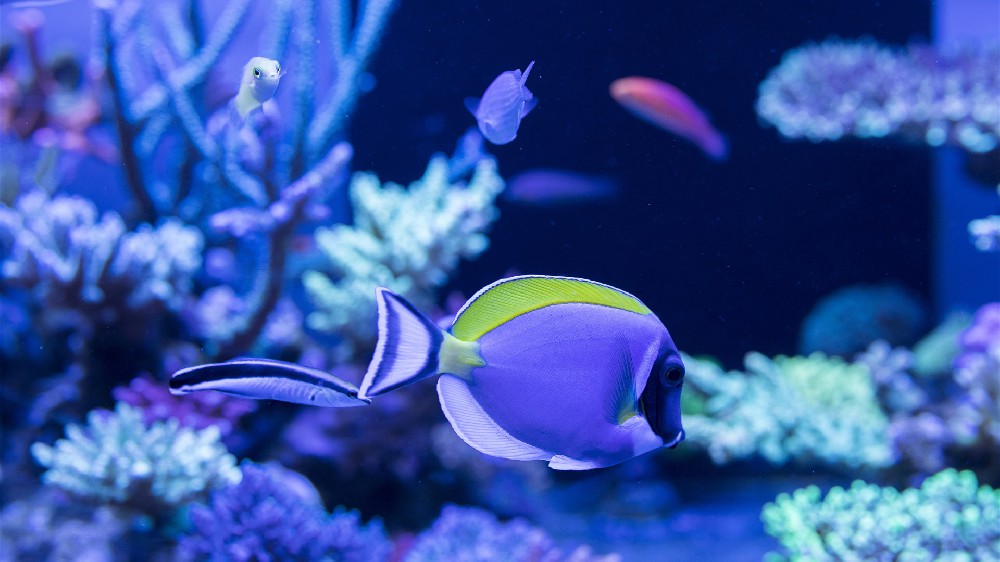 海底世界水族馆观赏鱼4K电脑壁纸