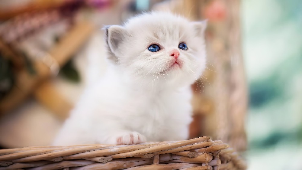 白色的可爱小奶猫4k电脑壁纸