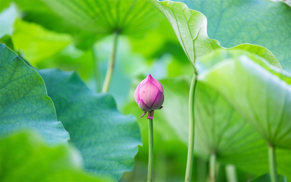 粉红色的荷花含苞待放夏季2021绿色的荷叶高清5k电脑壁纸