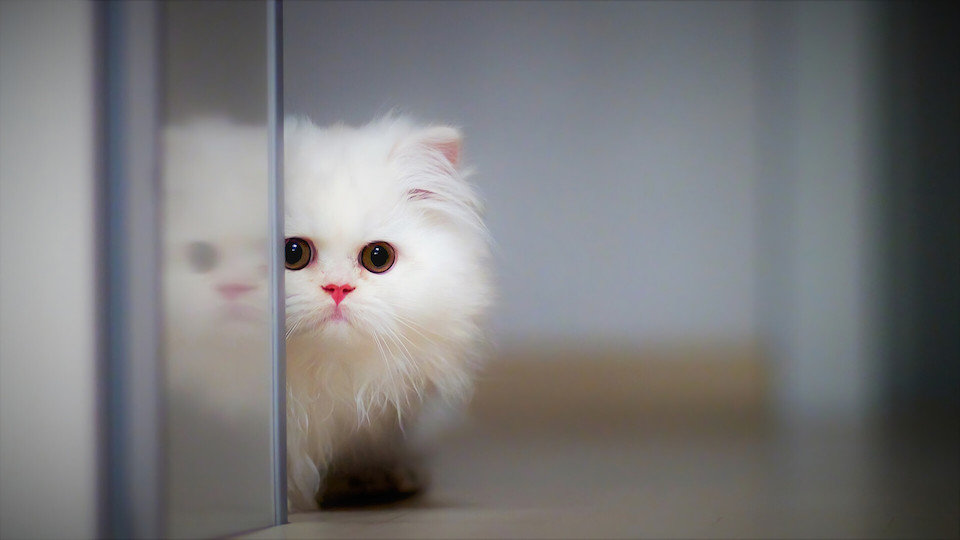 可爱白色猫咪躲猫猫电脑桌面壁纸
