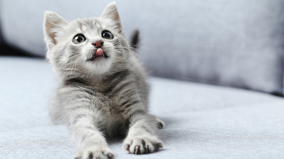 可爱小猫咪吐舌伸爪萌态十足电脑壁纸