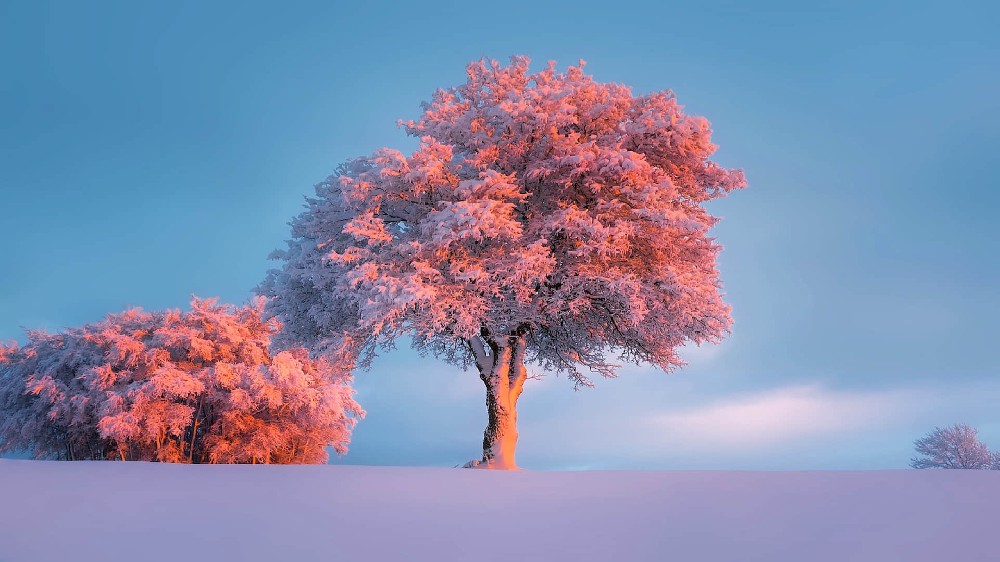 冬季白雪皑皑粉色的大树高清唯美风景壁纸4k
