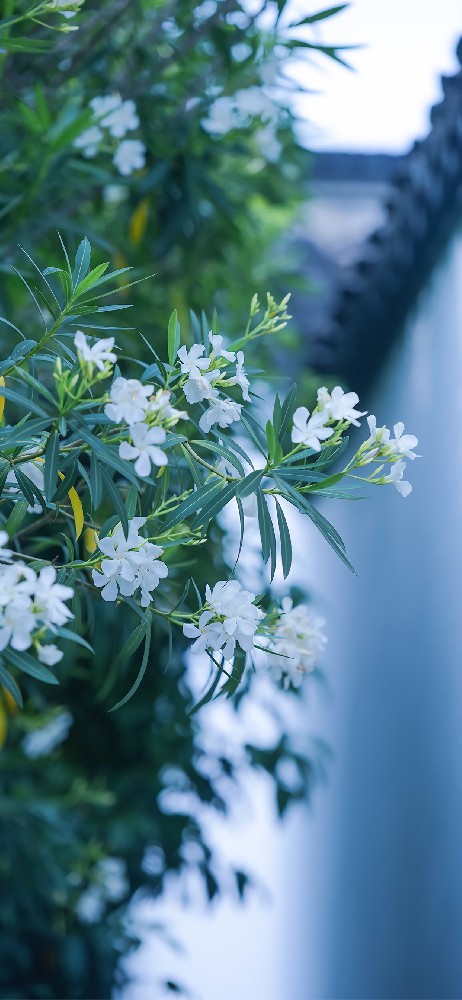 白色小花高清手机壁纸4k背景虚化