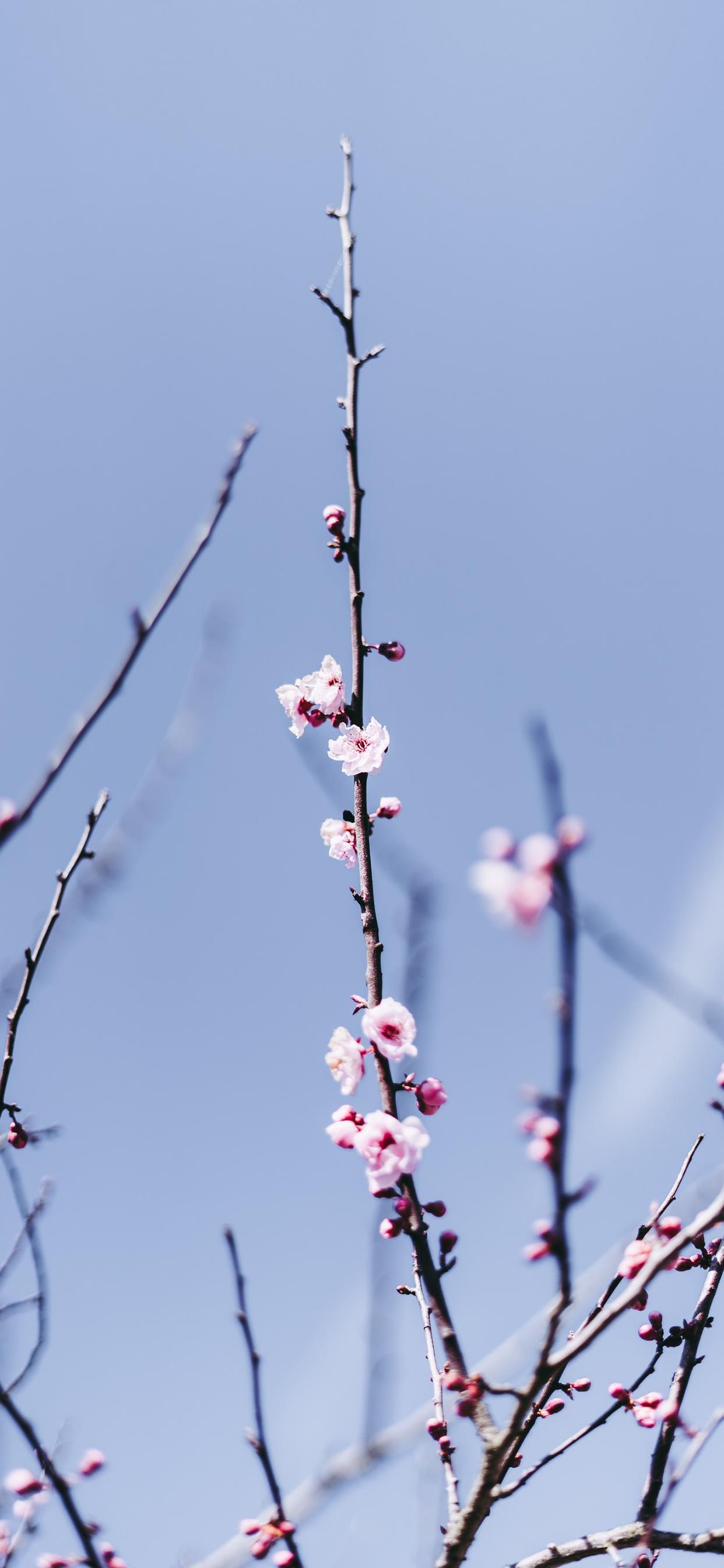 梅花高清4k手机壁纸.jpg
