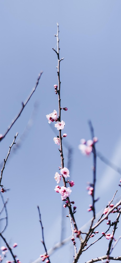 梅花高清4k手机壁纸
